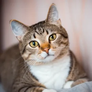 Gatos